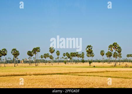 Rice field, Surrounding of Siem Reap, Cambodia Stock Photo