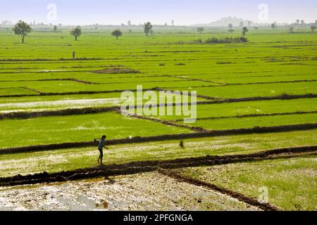 Rice field, Surrounding of Siem Reap, Cambodia Stock Photo