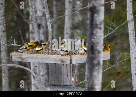 Evening Grosbeak, Coccothraustes vespertinus, flock at feeding station in Sax-Zim Bog, Minnesota, USA Stock Photo