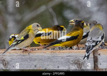 Evening Grosbeak, Coccothraustes vespertinus, flock at feeding station in Sax-Zim Bog, Minnesota, USA Stock Photo