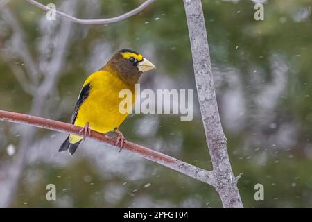 Evening Grosbeak, Coccothraustes vespertinus, feeding in Sax-Zim Bog, Minnesota, USA Stock Photo