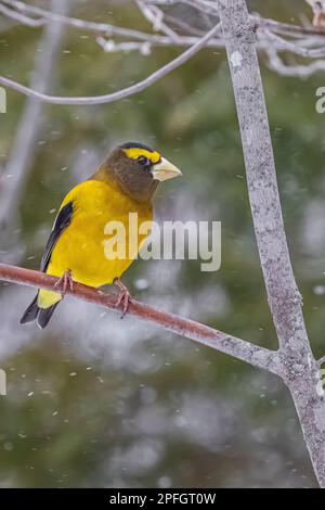 Evening Grosbeak, Coccothraustes vespertinus, feeding in Sax-Zim Bog, Minnesota, USA Stock Photo