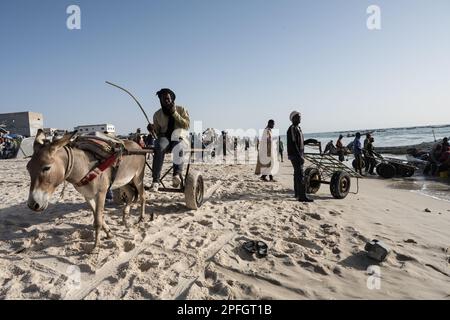 African fishermen unloading the day's catch of fish. Port de Peche, Nouakchott's famous fish market, Mauritania. Stock Photo