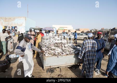 African fishermen with a truckload of fish. Port de Peche, Nouakchott's famous fish market, Mauritania. Stock Photo