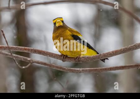 Evening Grosbeak, Coccothraustes vespertinus, feeding in Sax-Zim Bog, Minnesota, USA Stock Photo