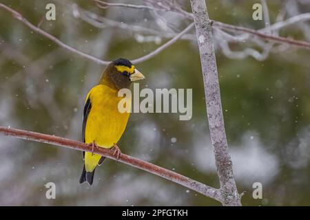 Evening Grosbeak, Coccothraustes vespertinus, feeding in Sax-Zim Bog, Minnesota, USA Stock Photo