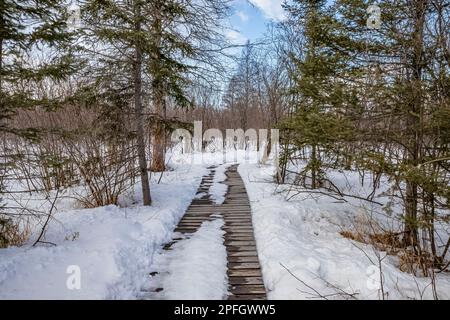 Snowy path along Augie's Boardwalk in Sax-Zim Bog, Minnesota, USA Stock Photo