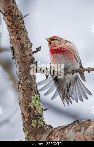 Common Redpoll, Acanthis flammea, female perched on a Tamarack in Sax-Zim Bog, Minnesota, USA Stock Photo