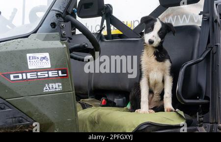Border Collie sheepdog pup sat in an agricultural vehicle. North Yorkshire, UK. Stock Photo