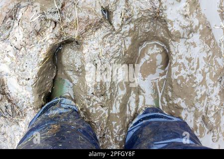 Farmers wellies in mud. North Yorkshire, UK. Stock Photo