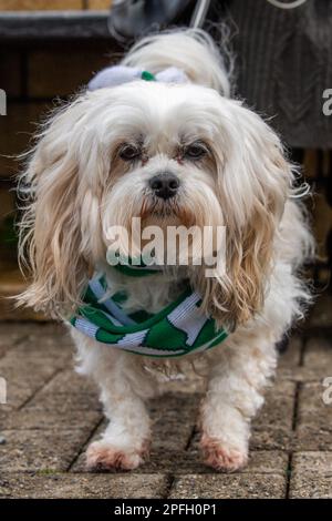 Bantry, West Cork, Ireland. 17th Mar, 2023. Bantry held its St. Patrick's Day parade this afternoon in front of around 2,000 spectators. Enjoyjng the parade was 8 year old 'Sophie', a Shihtzu Maltese. Credit: AG News/Alamy Live News Stock Photo