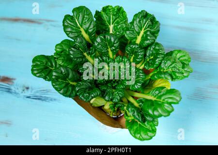 Tat soi belongs to the Turnip species of the Cabbage genus and is a close relative of the Peking cabbage Stock Photo