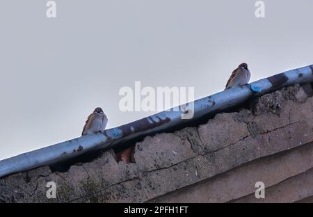 two sparrows sitting on a blue roof Stock Photo