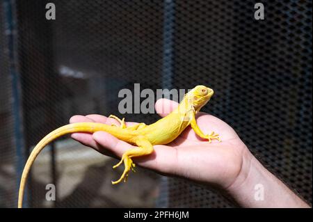 Yellow iguana is sitting on the hand. Stock Photo