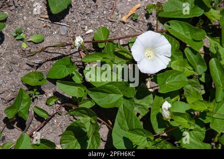 Convolvulus arvensis grows and blooms in the field. Stock Photo
