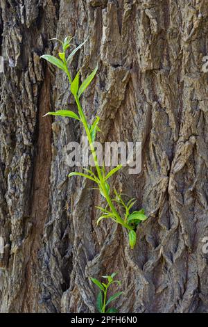 The trunk of an old willow tree with young shoots on the sides, close-up in selective focus. Stock Photo