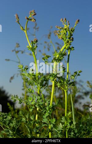 Chervil, Anthriscus cerefolium, French parsley or garden chervil blooming. White small flowers on high green stem on meadow against background of fore Stock Photo