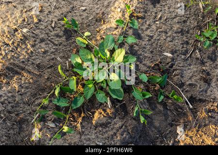 Convolvulus arvensis grows and blooms in the field. Stock Photo