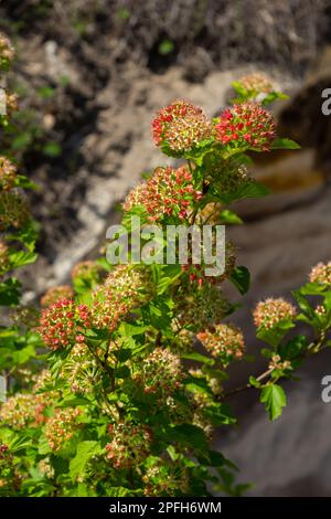 Ninebark Tiny Wine flowers - Latin name - Physocarpus opulifolius Tiny Wine. Stock Photo