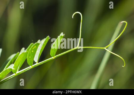 Vicia barbazitae, Vicia laeta, Fabaceae. Wild plant shot in spring. Stock Photo