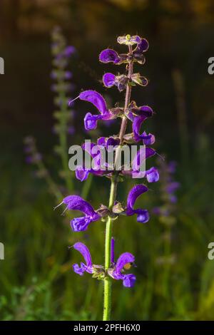 Salvia pratensis sage flowers in bloom, flowering blue violet purple mmeadow clary plants, green grass leaves. Stock Photo