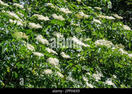 Black sambucus Sambucus nigra white flowers blossom. Macro of delicate flowers cluster on dark green background in spring garden. Selective focus. Nat Stock Photo