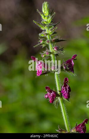 Blooming wild flower called Hedge Woundwort, Whitespot Stachys sylvatica. Stock Photo