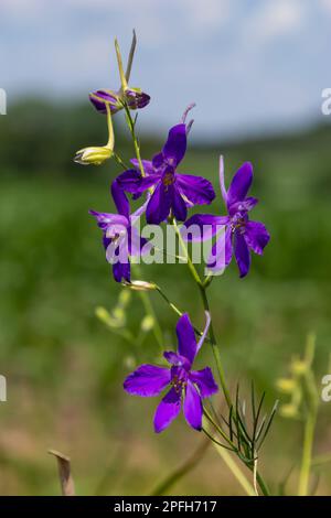 Consolida regalis, forking larkspur, rocket-larkspur, and field larkspur purple small flowers on the field. Stock Photo