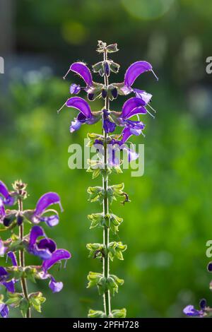 Salvia pratensis sage flowers in bloom, flowering blue violet purple mmeadow clary plants, green grass leaves. Stock Photo