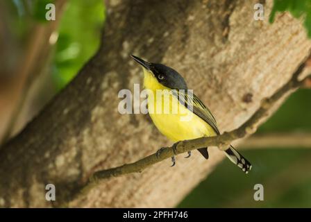Common Tody-flycatcher - Todirostrum cinereum, beautiful small yelow and black perching bird from Latin America forests and woodlands, Panama. Stock Photo