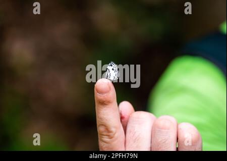 Small white and black butterfly is sitting on finger. Stock Photo