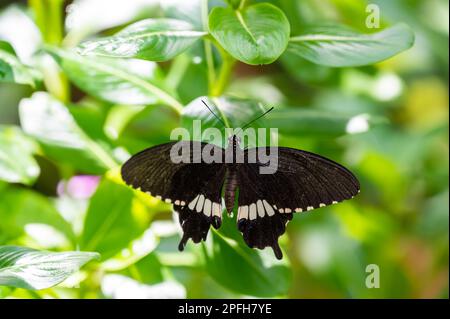 Colorful butterfly is sitting and eating on the green plant leaf. Stock Photo
