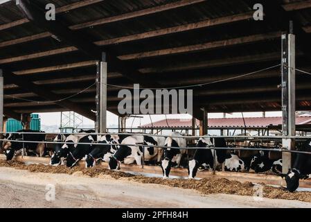 Calf cow in cage, caring on bio farm farming, feed hay grass silage pets, dairy cattle breeds, cowshed feeding. Fleckvieh breed, happy dairy cows of Stock Photo
