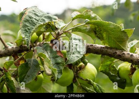 Rosy leaf-curling apple aphids, Dysaphis devecta, apple tree pest. Detail of affected leaf. Stock Photo