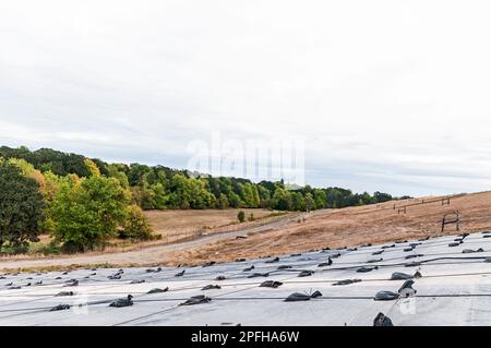 Weighted plastic sheeting covers a hillside in an active landfill.  Probably PVC geomembranes with a tree-line in the distance. Stock Photo