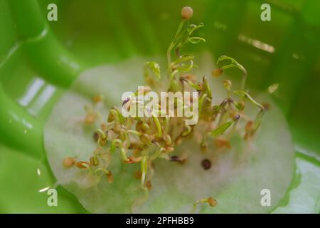 Seed sprouts of hot ornamental pepper close-up. Stock Photo