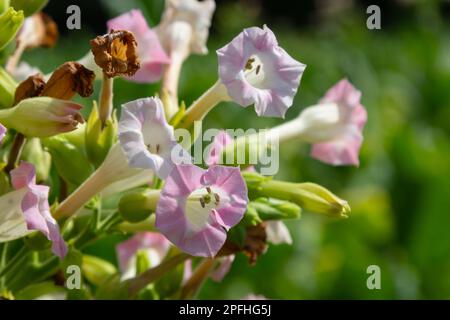 Tobacco Flowers. Tobacco big leaf crops growing in tobacco plantation field. Stock Photo