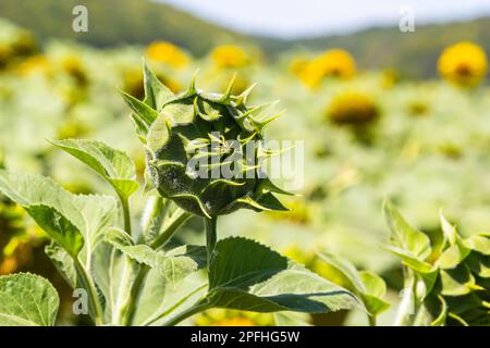 a young unopened sunflower grows in a field. sunflower cultivation concept. Stock Photo