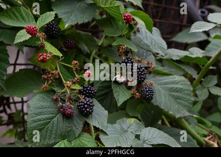 ripe and unripe blackberries on the bush with selective focus. Bunch of berries. Stock Photo