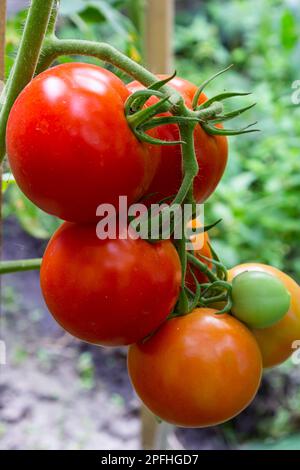Ripe red and green tomatoes hanging on tomato tree in the garden Stock ...