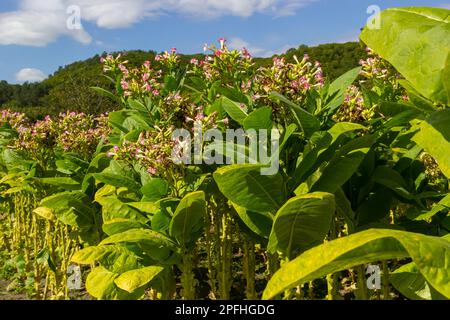 Tobacco Flowers. Tobacco big leaf crops growing in tobacco plantation field. Stock Photo