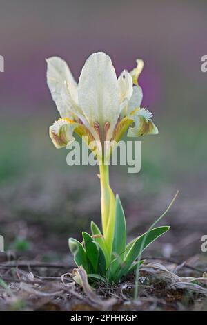 Yellow pygmy iris / dwarf iris (Iris pumila) in flower in meadow in spring, native from Austria, central to eastern Europe Stock Photo
