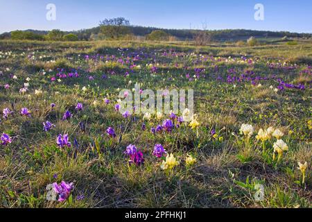 Purple and yellow pygmy irises / dwarf irises (Iris pumila) in flower in meadow in spring, native from Austria, central to eastern Europe Stock Photo