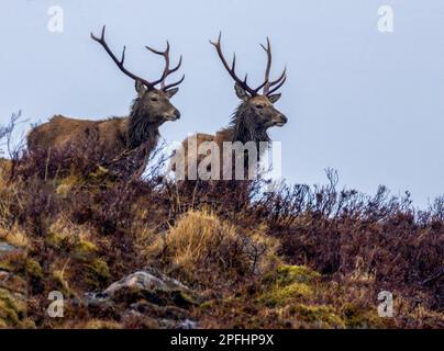 The two adult elk standing on top of a grass-covered field Stock Photo