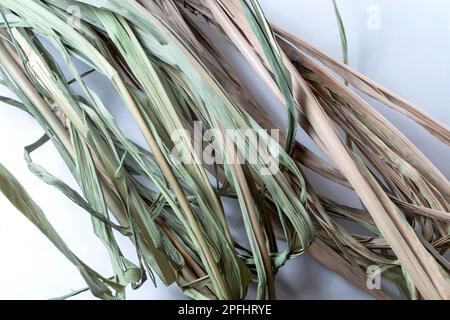 Bunch of dry grass on a white background, Sugarcane Dry reed leaves, close-up Stock Photo
