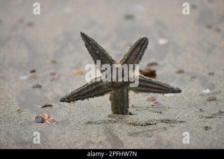 Starfish on the sandy beach Stock Photo