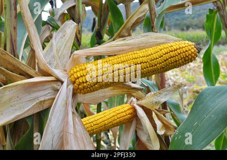 A cob ripened in a field on a corn stalk Stock Photo