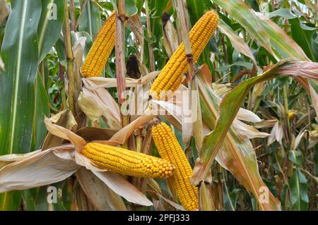 A cob ripened in a field on a corn stalk Stock Photo