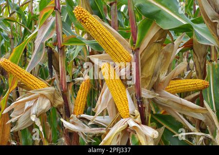 A cob ripened in a field on a corn stalk Stock Photo