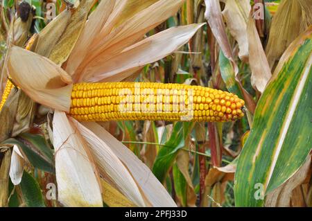 A cob ripened in a field on a corn stalk Stock Photo